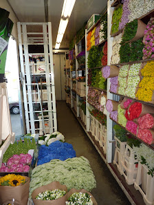 BLUMEN - PETRY