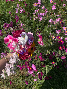 Bio Blumen zum Selbstpflücken