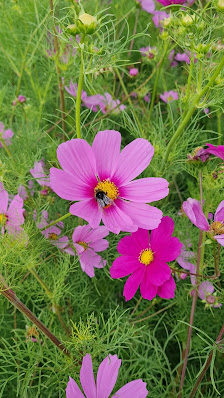 Bio Blumen zum Selbstpflücken