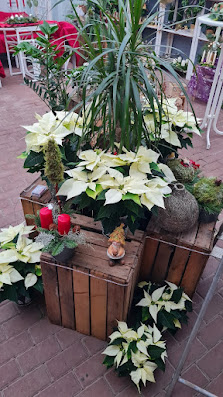 Gartenbau Schindowski GbR