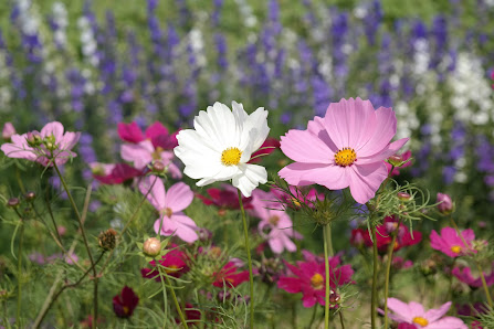 Bioblumen zum Selberpflücken
