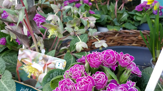 Blumen Klose