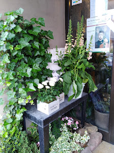 Polz Blumen