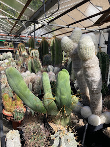Dirk Rackelmann Gartenbau u. Blumenhaus