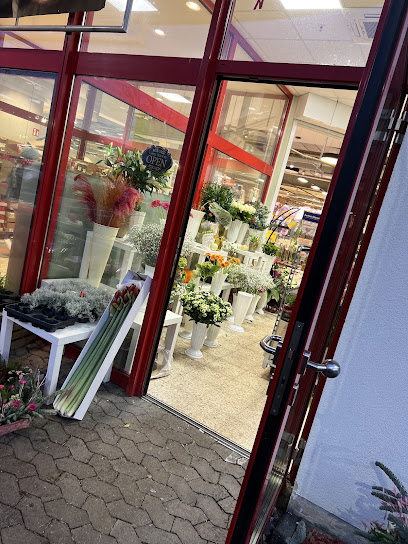 Blumen Mariella – Bad Godesberg Flowers