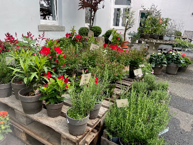 Blumen Spilles