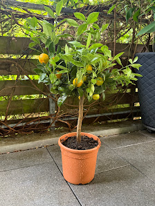 Meine Orangerie