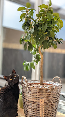 Meine Orangerie