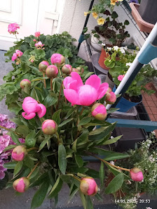 Jakob's Blumenladen