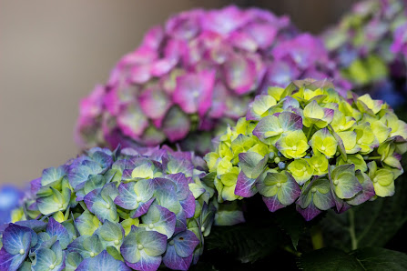 Blumen Dahlmann
