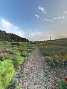 Blumen Selber pflücken 150 Sorten Kürbisse