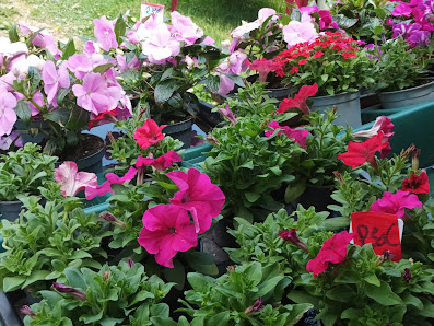 Gartenbau & Blumen Seitz