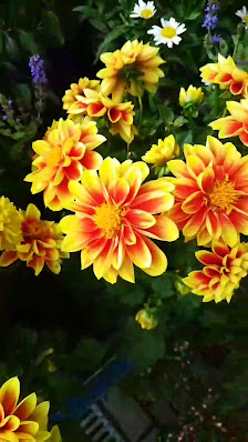 Blumen Jüttner