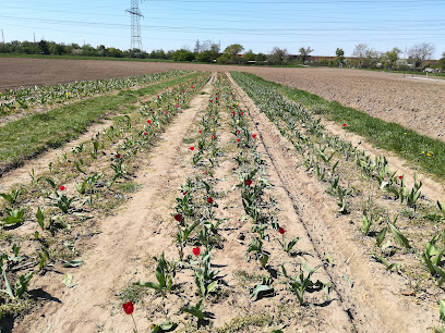 Blumen selbst schneiden Seckenheim