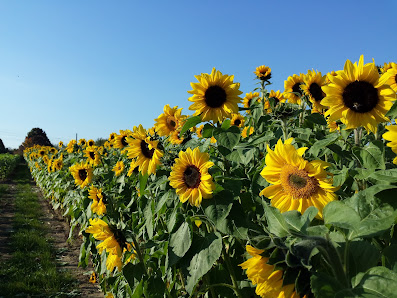 Blumen zum Selberschneiden
