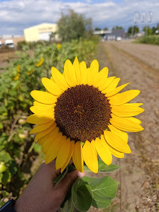 Blumen selbst pflücken