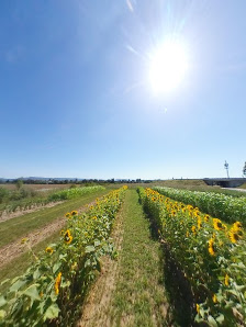 Blumen zum Selbstschneiden