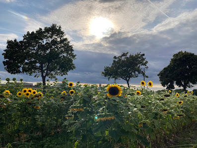 Blumen zum Selbstschneiden