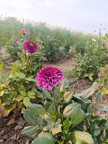 Blumenverkauf Eichenauer
