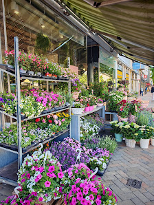 Blumen- Galeria
