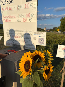 Blumenfeld zum Selberpflücken