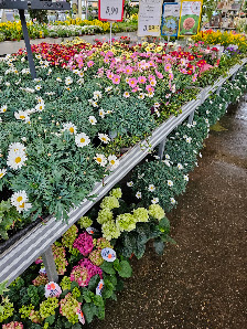 Kitzinger Blumen und Pflanzen