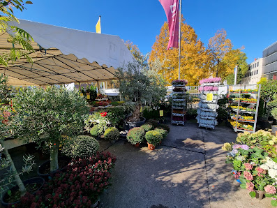 Kitzinger Blumen und Pflanzen