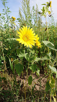 Blumen zum Selbstschneiden