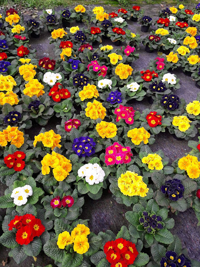 Blumen zum Selbstschneiden