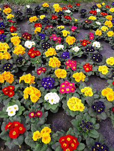 Blumen zum Selbstschneiden