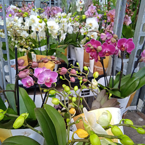 Blumen Insel