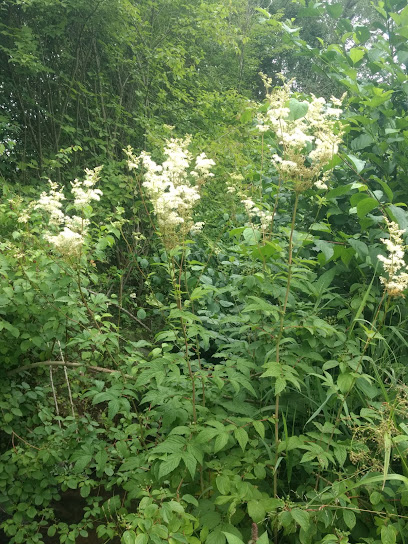 Butterblümchen Inh. Emmermann