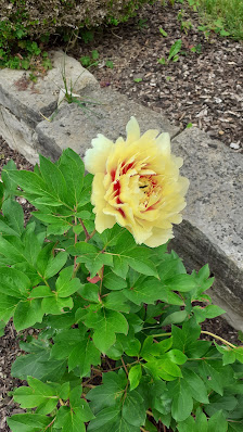 Blumen Sedlmair