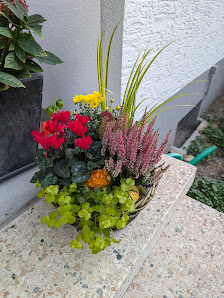 Blumen Ranunkel