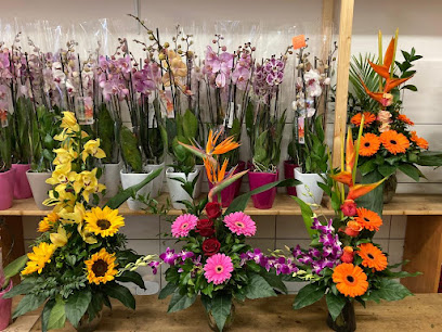 Blumen & Pflanzen Nguyen