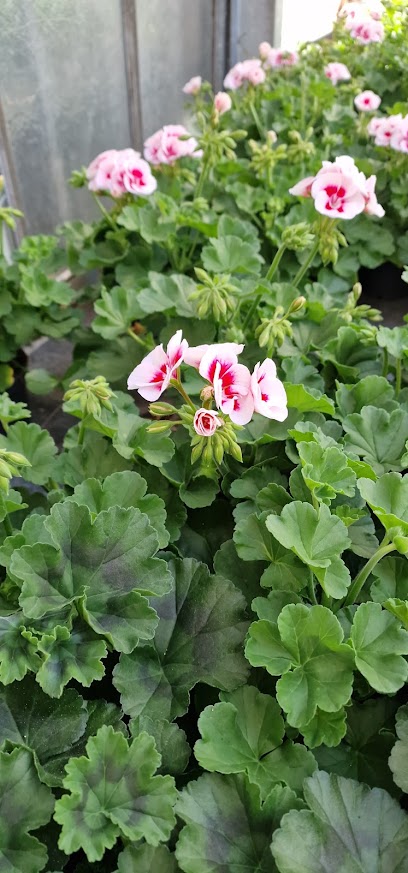 Blumen Brandmüller