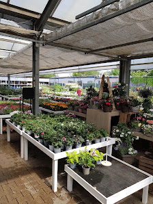 Blumen Risse Blumenmarkt Raunheim