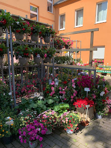 Blumen Pflanzen Tran