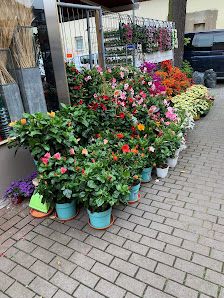 Blumen Pflanzen Tran