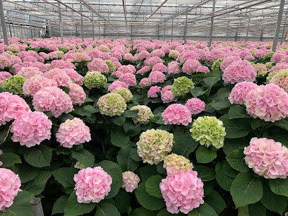 Fleurada GmbH Blumengroßhandel und Import