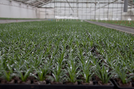 Selecta Klemm GmbH & Co. KG