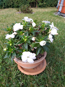 Blumenfreund Pause