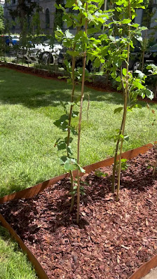 TopGarden Löwenstarke Gartenarbeiten
