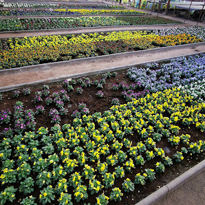 Gärtnerei und Blumenfachgeschäft Brand