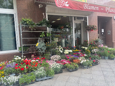 Blumen und Pflanzen