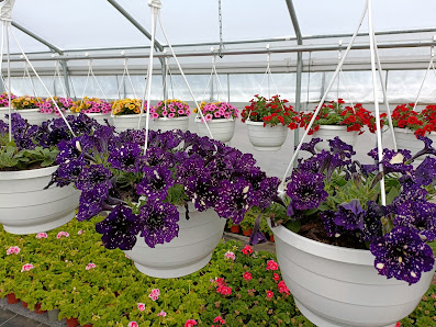 Blumenhaus Bechtold