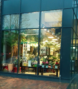 Blumen Kalinka