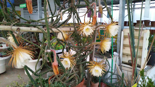 Garten Center Wegert