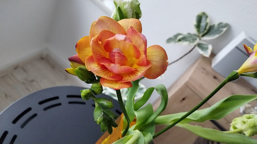 Hallenser Blumen GmbH