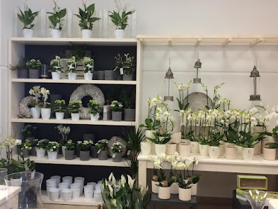 Blumen Edelweiß Halle Globus